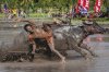 buffalo-racing-indonesia.jpg